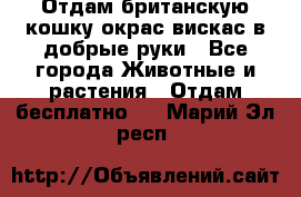 Отдам британскую кошку окрас вискас в добрые руки - Все города Животные и растения » Отдам бесплатно   . Марий Эл респ.
